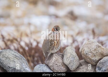 Tibetische Rebhuhn, Perdix hodgsoniae, Ladakh, Indien Stockfoto