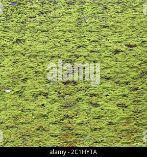 Braune flexible Fliese auf dem Dach des Hauses, wunderschön mit grünem Moos bewachsen. Weiches Dach, Dachziegel. Flexible Schindeln. R Stockfoto