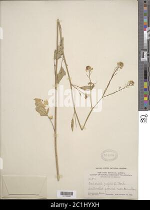 Brassica nigra L WDJ Koch Brassica nigra L WDJ Koch. Stockfoto