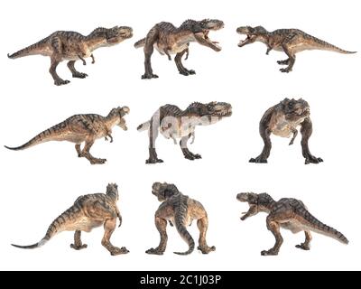 Gorgosaurus Dinosaurier auf weißem Hintergrund. Stockfoto