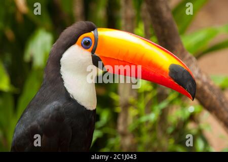Ramphastos toco - Tukan Stockfoto