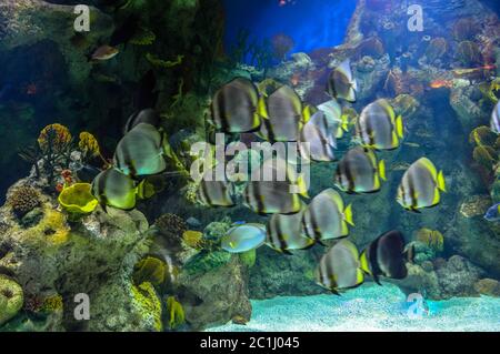 Darstellung von verschiedenen Arten von Fischen und Tiefseeleben Stockfoto