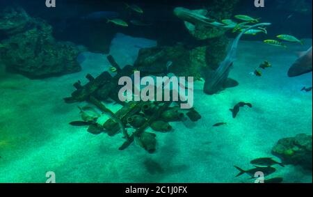 Darstellung von verschiedenen Arten von Fischen und Tiefseeleben Stockfoto