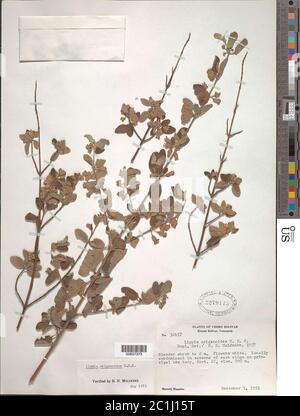 Lippia origanoides Kunth Lippia origanoides Kunth. Stockfoto
