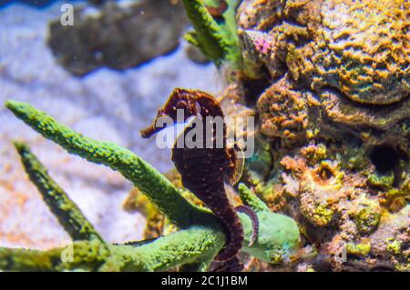 Darstellung von verschiedenen Arten von Fischen und Tiefseeleben Stockfoto