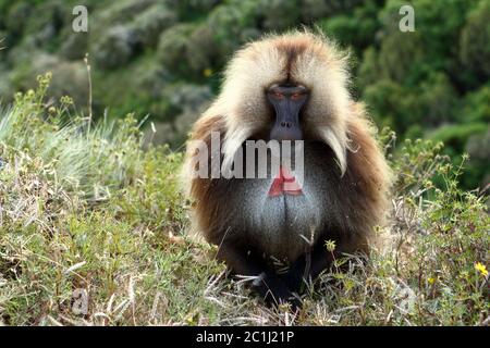 Blutroten Pavian in den Simien Mountains in Äthiopien Stockfoto