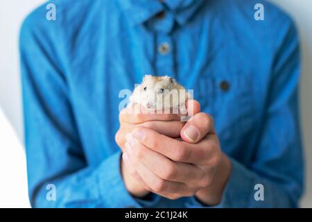 Kind hält einen süßen flauschigen weißen Hamster in den Händen, Nahaufnahme Stockfoto