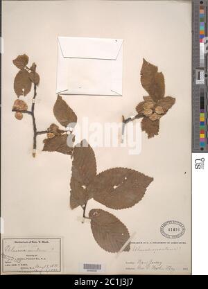 Ulmus glabra Huds Ulmus glabra Huds. Stockfoto