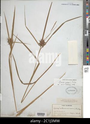 Carex greyi J Carey Carex greyi J Carey. Stockfoto