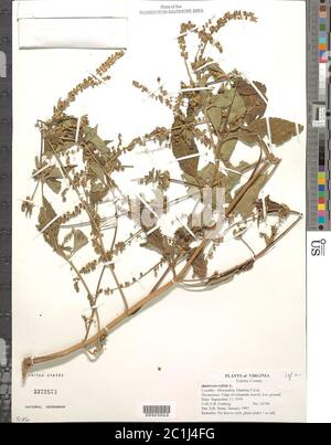Ambrosia trifida L Ambrosia trifida L. Stockfoto