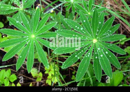 Lupine Pflanze Blätter mit vielen sauberen Silberwassertropfen auf den Stielen im Garten Draufsicht nach Regen Stockfoto