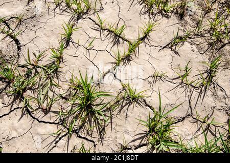 Grüne Sprossen Sprossen durch die Sprünge auf dem Trockenen. Das Konzept eines neuen Lebens. Stockfoto