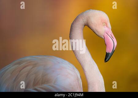 Flamingo im Herbst Stockfoto