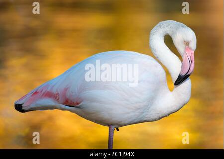 Flamingo im Herbst Stockfoto