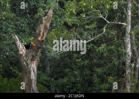 Eine weibliche Einzelperson von Sulawesi faltigen Hornbill (Rhyticeros cassidix), die auf einem trockenen Baum in einem natürlichen Lebensraum in Nord-Sulawesi, Indonesien, steht. Stockfoto