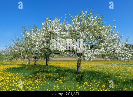 Vier diagonal in einer Reihe blühende Apfelbäume auf einer Blumenwiese mit gelbem Dandelion im Frühjahr Stockfoto