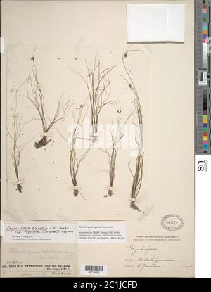 Rhynchospora tepuiana Steyerm Rhynchospora tepuiana Steyerm. Stockfoto