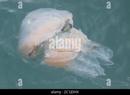 Eine Barrel Qualle, Rhizostoma pulmo, schwimmend an der Oberfläche des Meeres in der Nähe von Weymouth, Dorset, England, Großbritannien