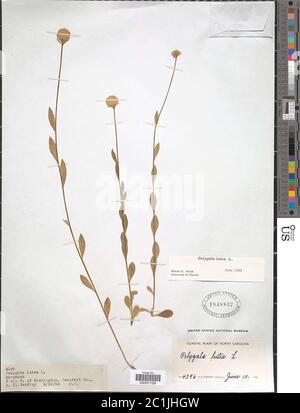 Polygala lutea L Polygala lutea L. Stockfoto