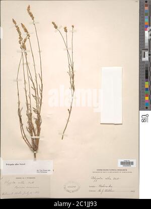 Polygala alba Nutt Polygala alba Nutt. Stockfoto