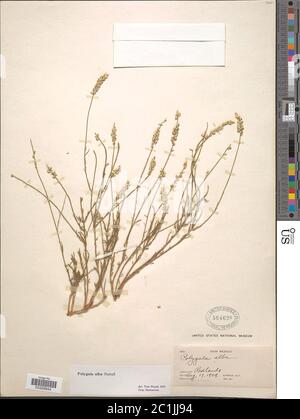Polygala alba Nutt Polygala alba Nutt. Stockfoto
