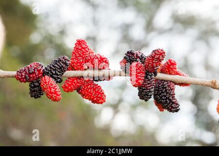 Brombeere reif, reifen, und unreifen grünen Früchten auf Baum Stockfoto