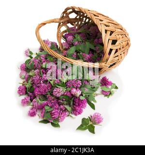 Korbkorb mit Kleeblatt-Blüten isoliert auf weißem Hintergrund. Kräutermedizin Stockfoto