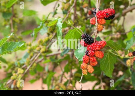 Brombeere reif, reifen, und unreifen grünen Früchten auf Baum Stockfoto