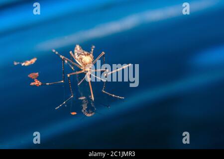 Erwachsene Moskito über Wasser - neugeborene Insektendiptera fliegen Stockfoto