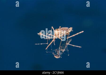 Erwachsene Moskito über Wasser - neugeborene Insektendiptera fliegen Stockfoto