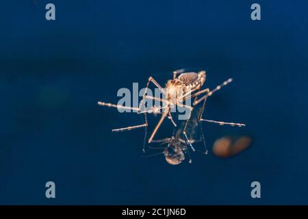 Erwachsene Moskito über Wasser - neugeborene Insektendiptera fliegen Stockfoto