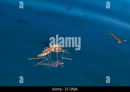 Erwachsene Moskito über Wasser - neugeborene Insektendiptera fliegen Stockfoto