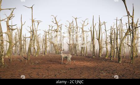 Hirsche im toten Wald, Klimakrise Stockfoto