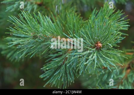 Tannenbaum Brunch aus nächster Nähe. Geringer Fokus. Flauschiger Tannenbaum-Brunch aus nächster Nähe. Speicherplatz kopieren Stockfoto