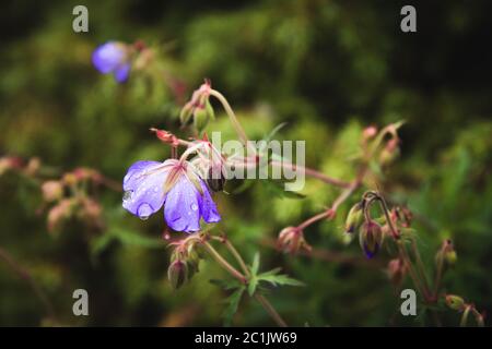 Geranie auf der Wiese. Blühende Geranie mit Fliederblüten im Gras. Heilpflanze. Abendaufnahme Stockfoto