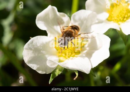 Nahaufnahme von frischen Erdbeerblüten mit Insekten. Stockfoto