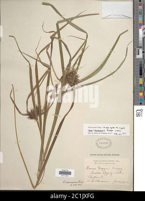 Carex greyi J Carey Carex greyi J Carey. Stockfoto