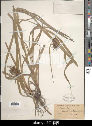 Carex greyi J Carey Carex greyi J Carey. Stockfoto