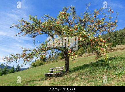 Apfelbaum voll von reifen roten Äpfeln und mit Bank unten auf einem Hang im Herbst Stockfoto