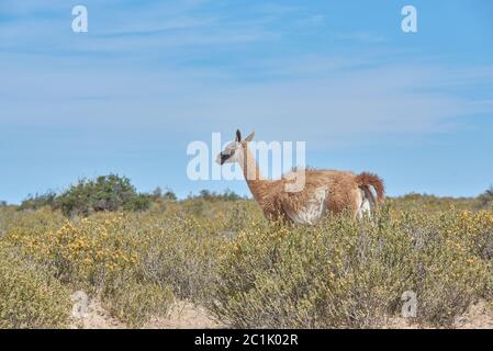 Guanaco in Torres del Paine Chile Stockfoto