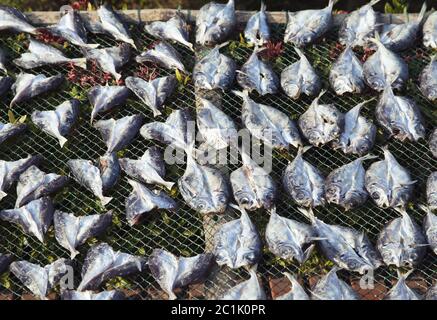 An der Sonne getrockneter Fisch Stockfoto