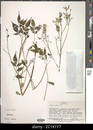 Melia azedarach L Melia azedarach L. Stockfoto