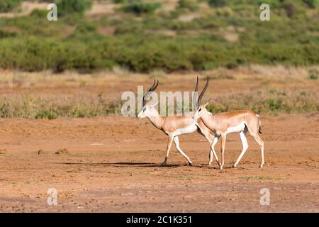 Eine Grant Gazelle in der Savanne Kenias Stockfoto