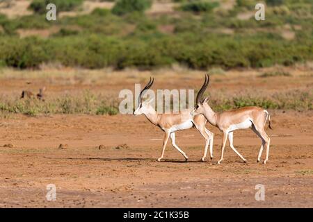 Eine Grant Gazelle in der Savanne Kenias Stockfoto