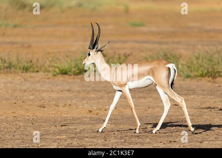 Eine Grant Gazelle steht mitten in der Graslandschaft Kenias Stockfoto