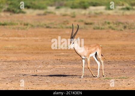 Eine Grant Gazelle in der Savanne Kenias Stockfoto