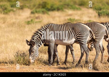 Eine große Herde mit Zebras, die in der Savanne Kenias grasen Stockfoto