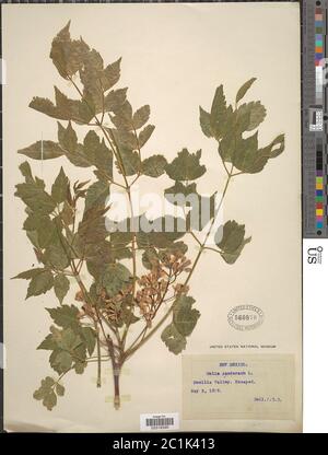 Melia azedarach L Melia azedarach L. Stockfoto