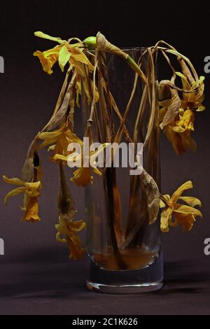 Getrocknete Narzissen in der Vase Stockfoto