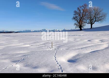 Wunderschöne verschneite Landschaft mit Tierspuren im Winter in Bayern vor den Allgäuer Alpen Stockfoto